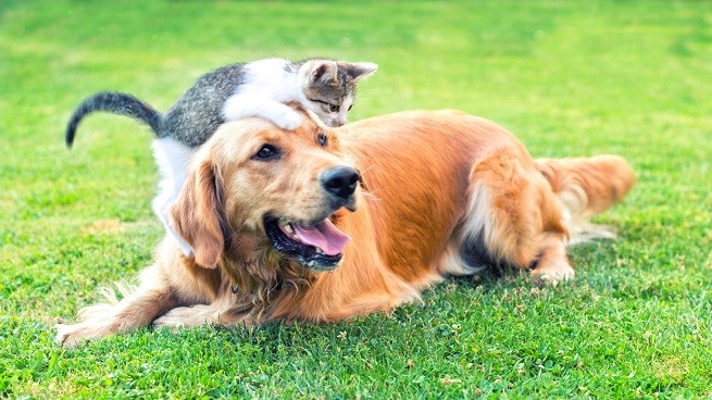 Cane e gatto