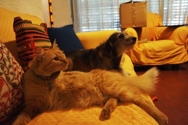 Cane e gatto guardano Netflix