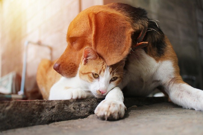 Beagle e gatto