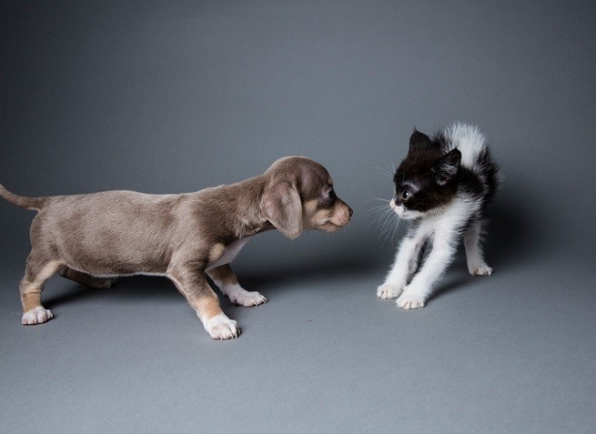 Gattino con cucciolo