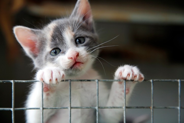 Gatti abbandonati cosa fare