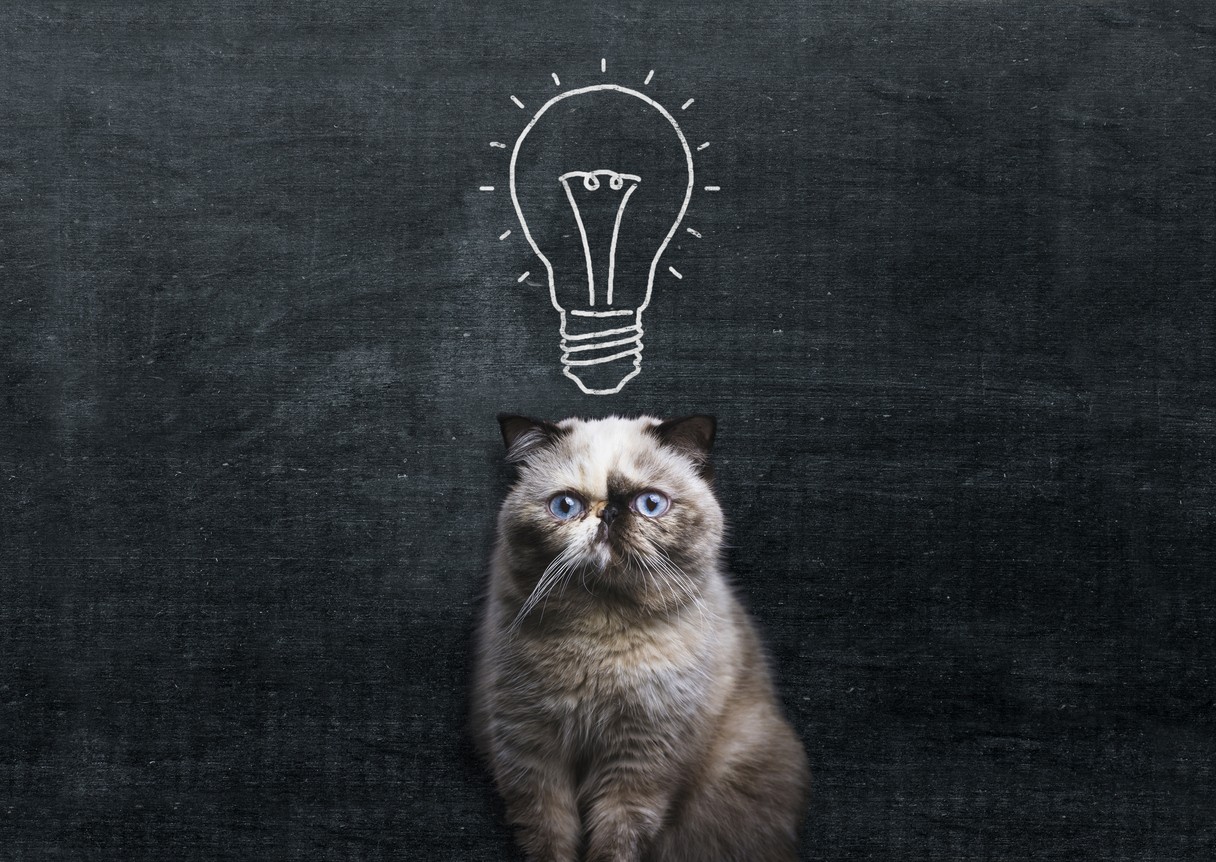 Gatto-pensiero