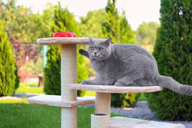 Tiragraffi a piani per gatti