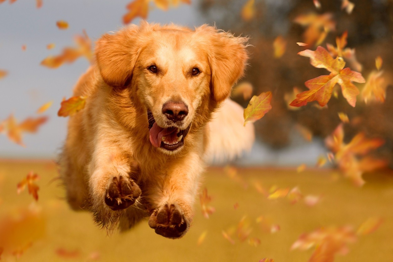Golden Retriever in autunno