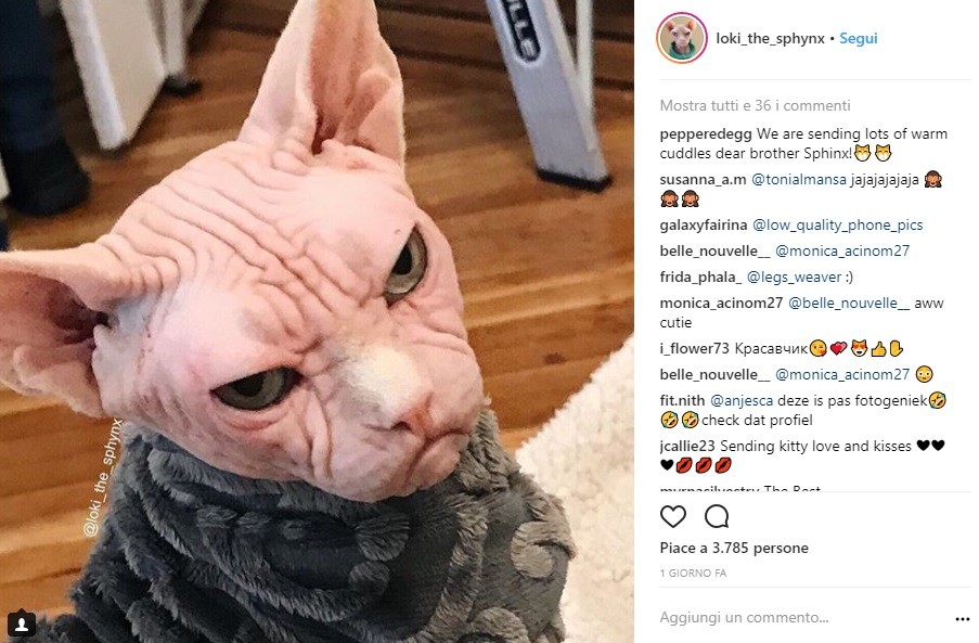 Loki, il gatto Sphynx