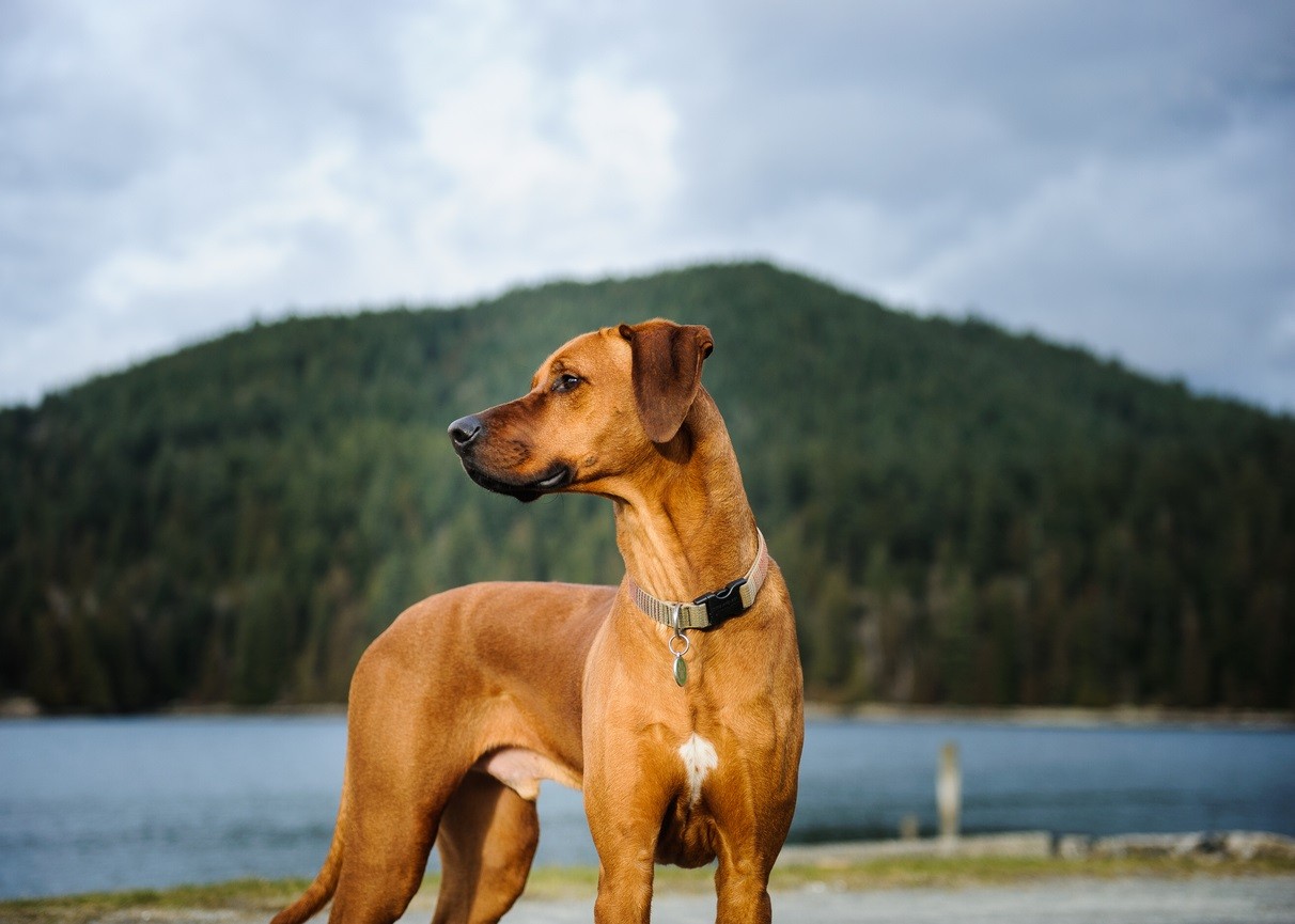 Rhodesian Ridgeback