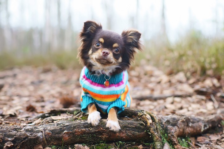 Vestiti per cani chihuahua