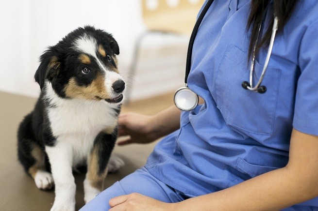 Veterinario con cucciolo di cane