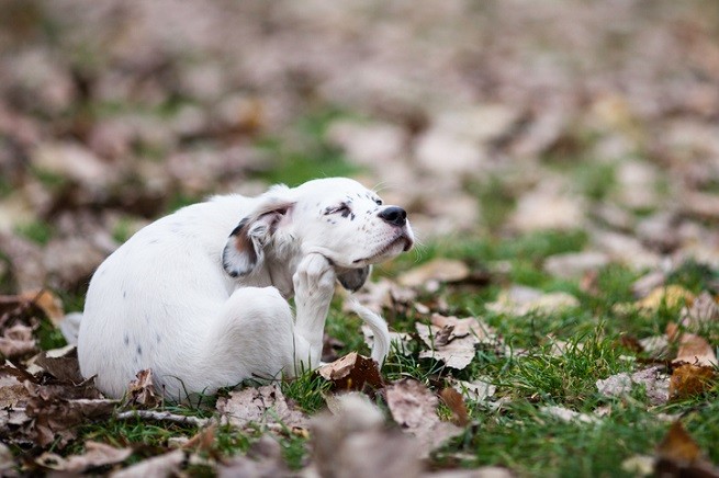Cane che si gratta