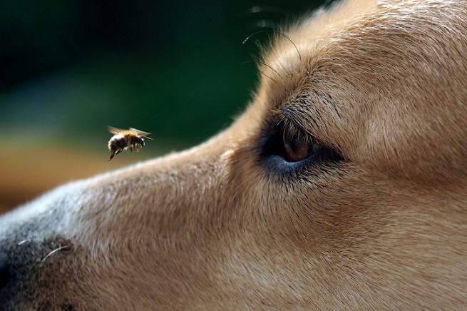 Ape sul naso del cane