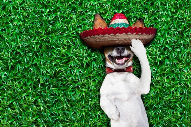 Jack Russell Terrier