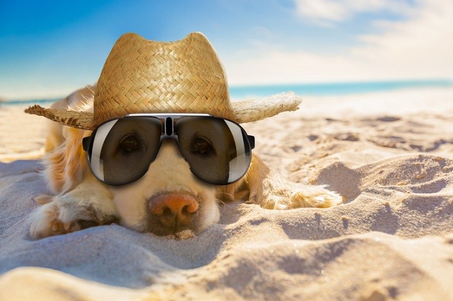 Cane in spiaggia