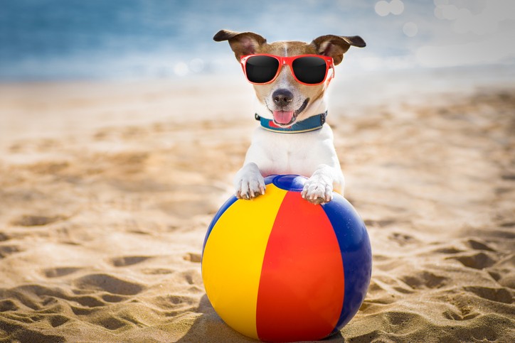 cani al mare