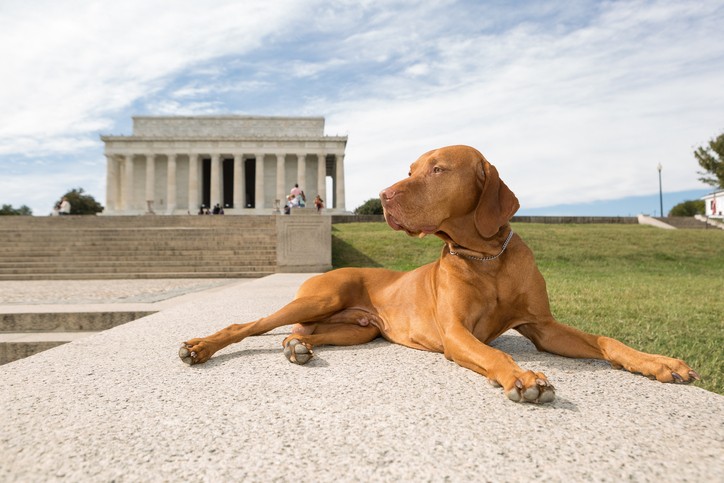 cani nei musei