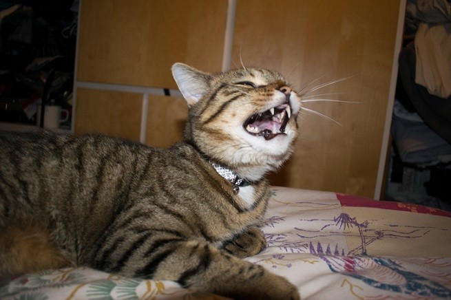 Gatto con raffreddore