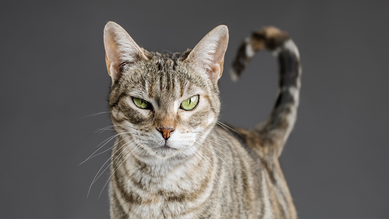 Gatto