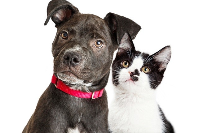 Un Amstaff e un gattino bianco e nero insieme