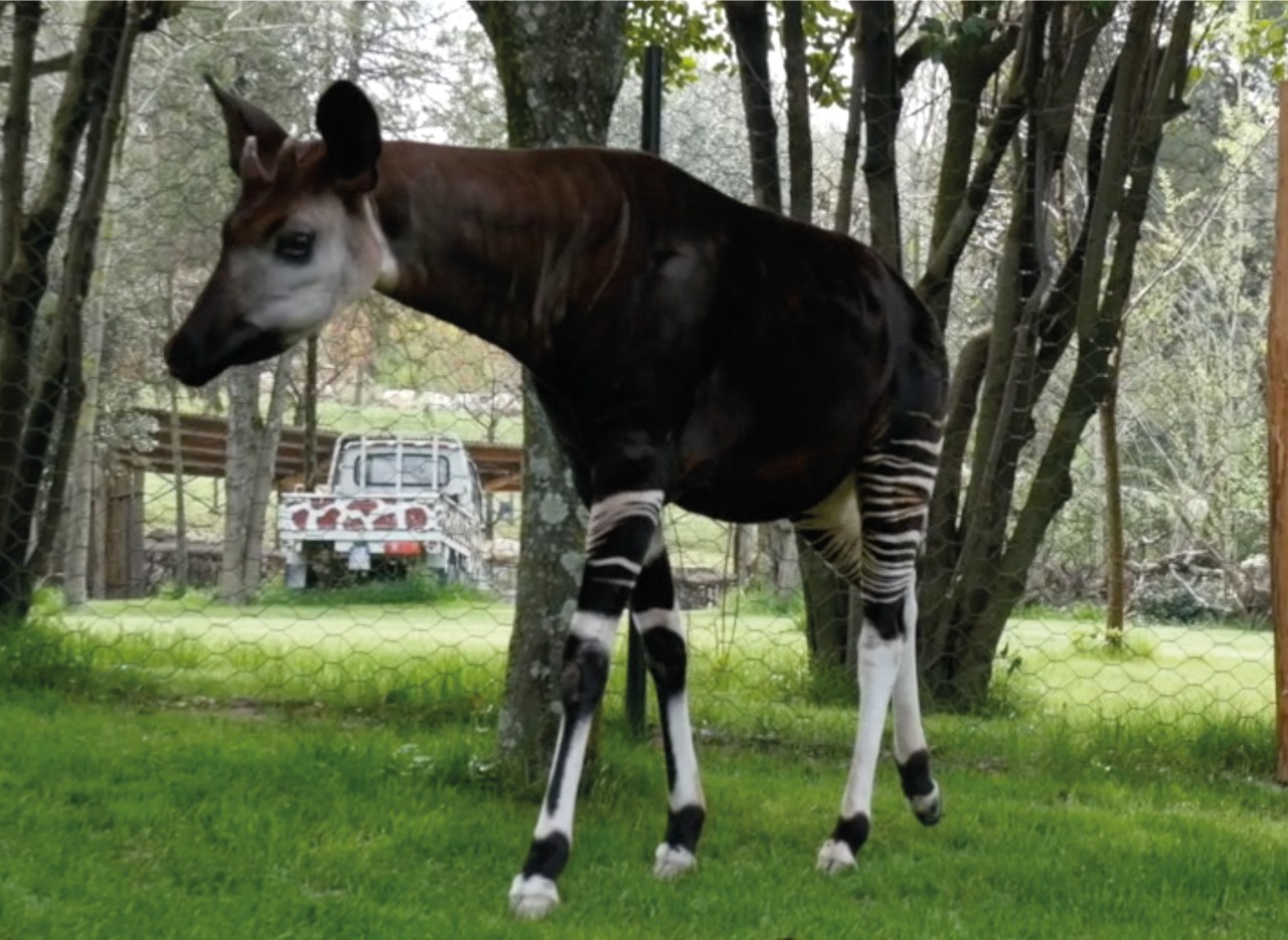 okapi