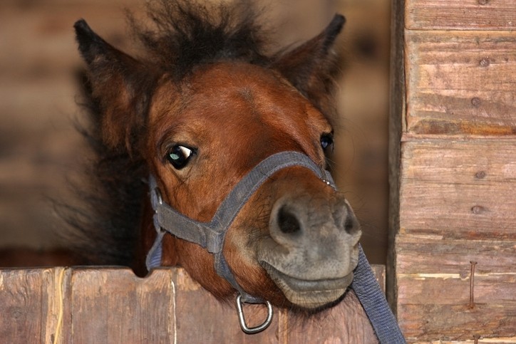 pony