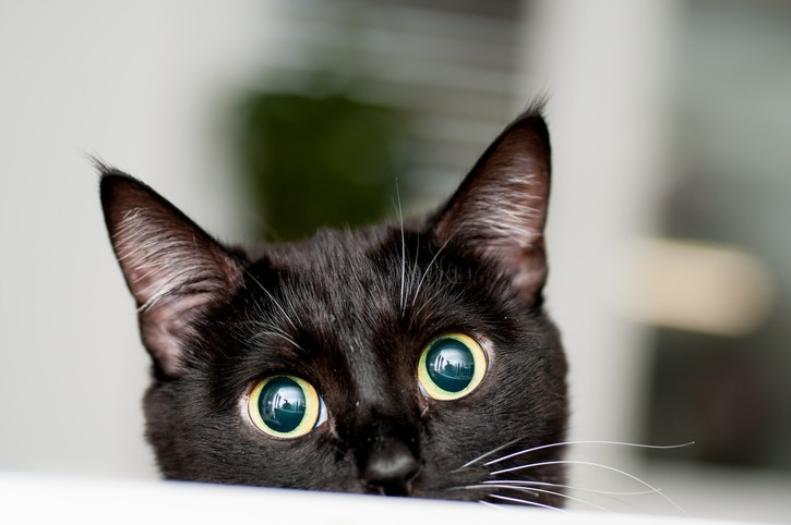 quanto vive un gatto
