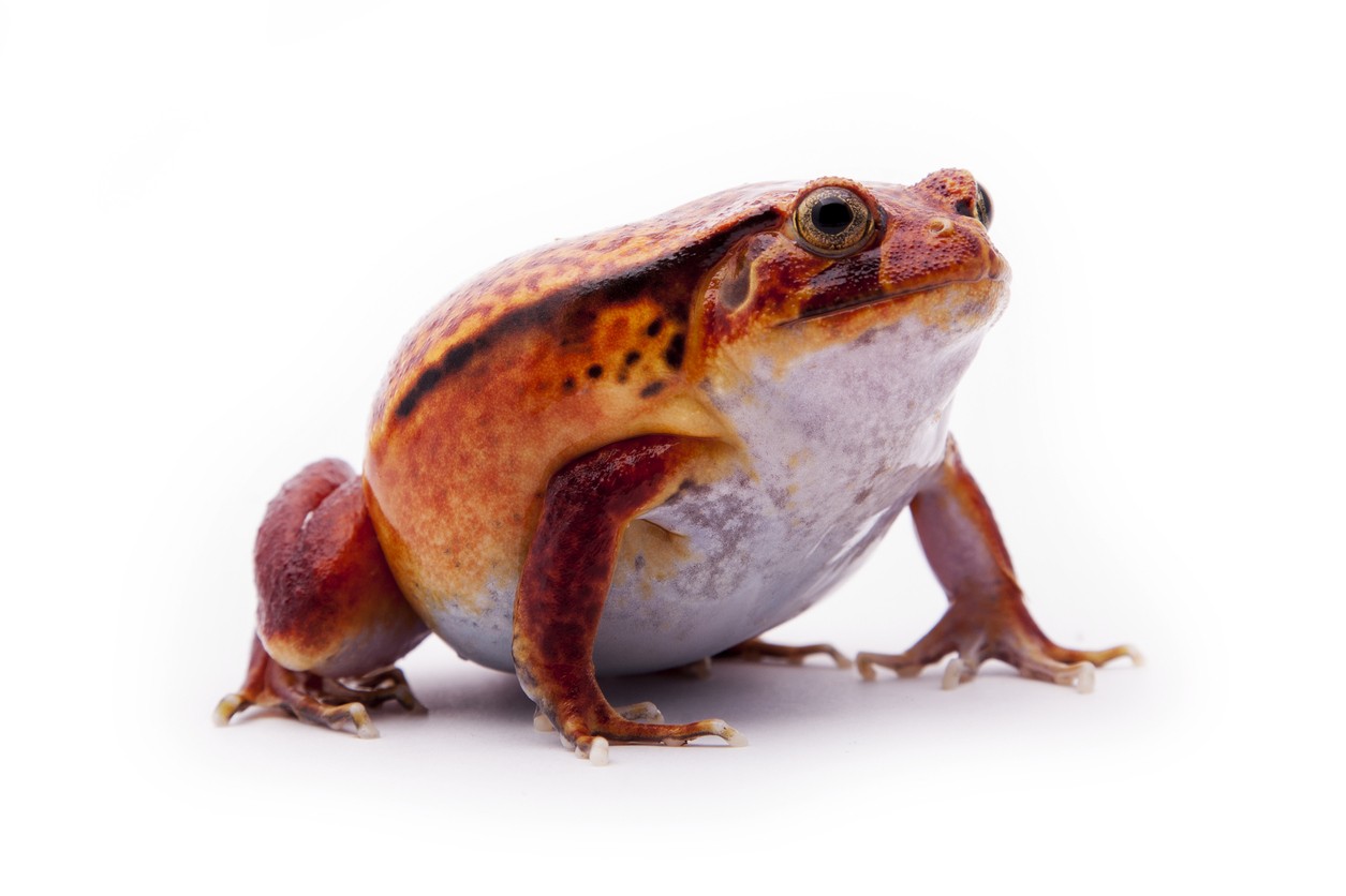 Animali bellissimi