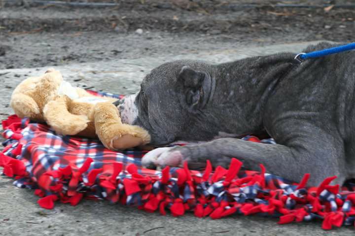 Baloo