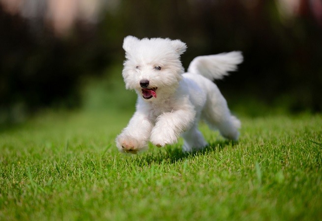 Cucciolo di Bicho frisee