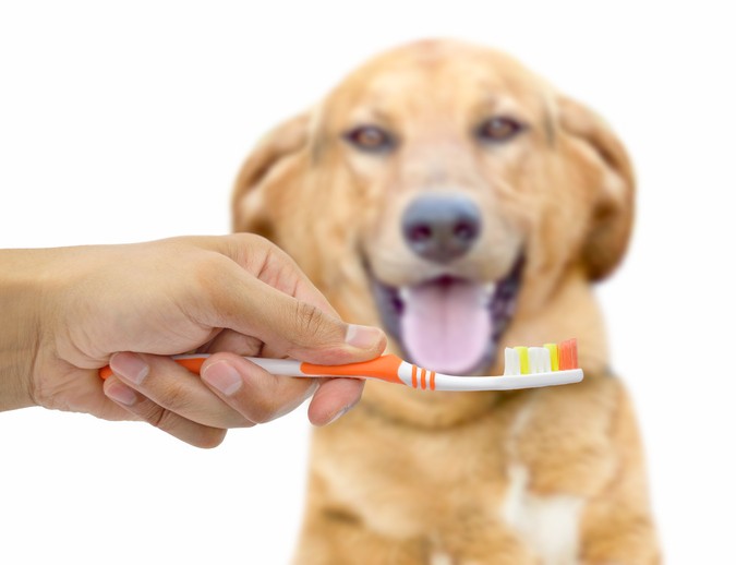 Come fare per lavare i denti al cane