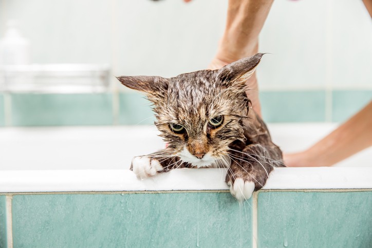 Come fare per lavare un gatto