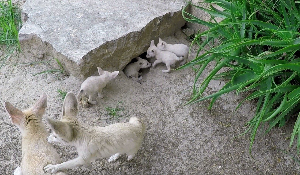 Fennec al Bioparco di Roma
