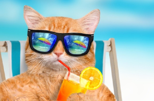 Gatto al mare