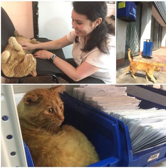 Gatto ufficio postale