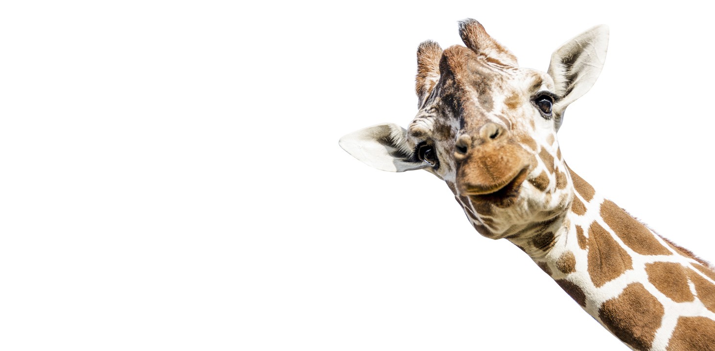 Giraffa