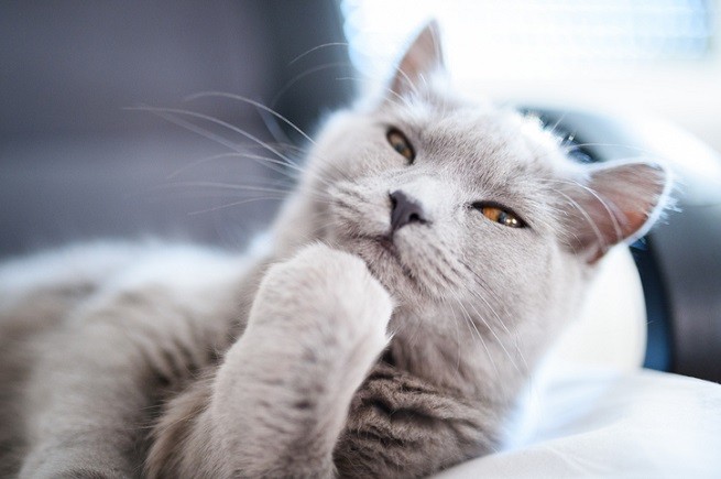 Gatto certosino