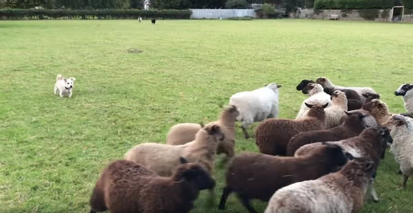 Peggior cane pastore