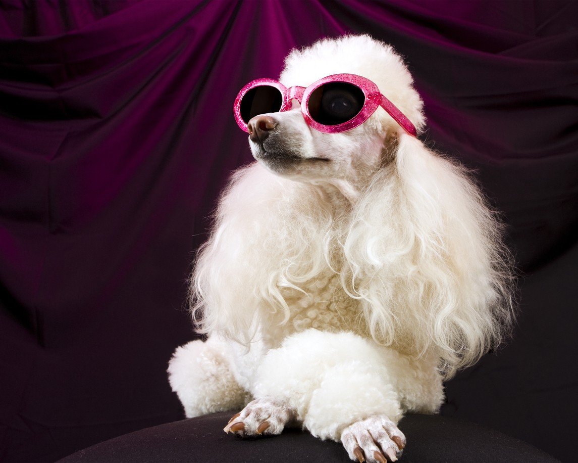Pets lussi