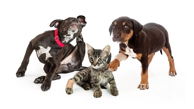 Cani e gatti che si grattano per le pulci