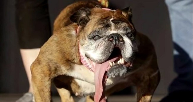 Il Bulldog inglese Zsa Zsa, il cane più brutto del mondo