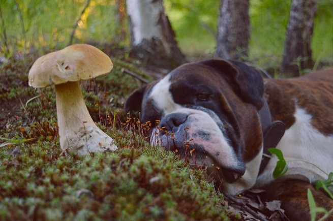 Boxer vicino a un fungo porcino