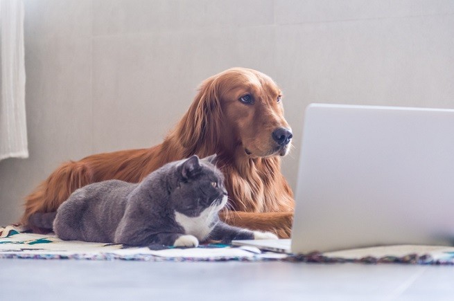 Cane e gatto al computer