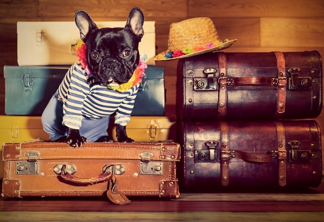 Bouledogue francese in vacanza