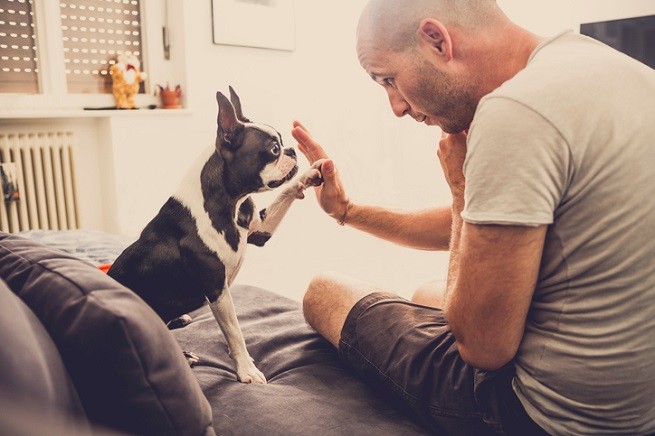 Boston terrier