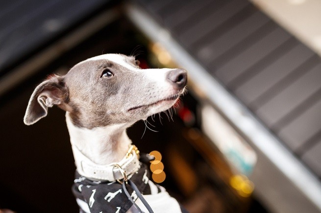 Whippet, grigio e bianco