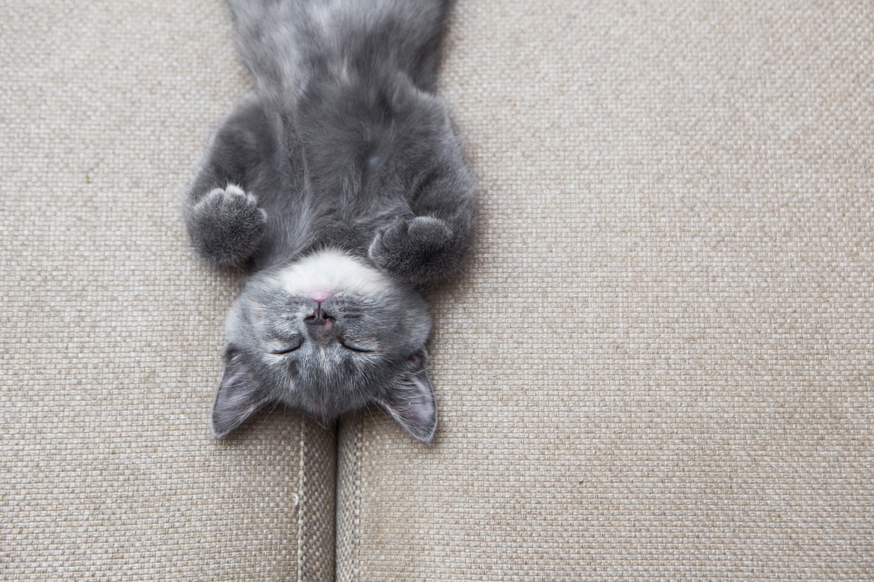 Cosa sogna il tuo gatto