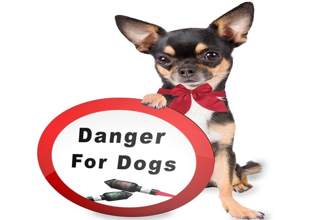 Un Chihuahua protesta contro gli spettacoli pirotecnici