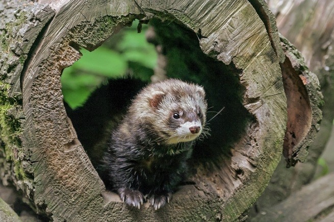 Furetto in un tronco d'albero
