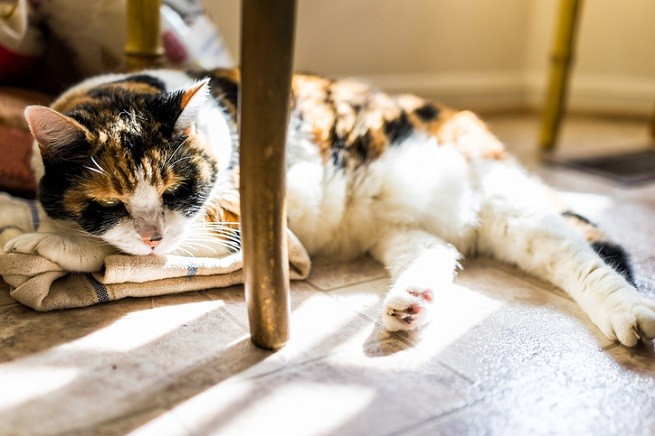 Gatto che dorme