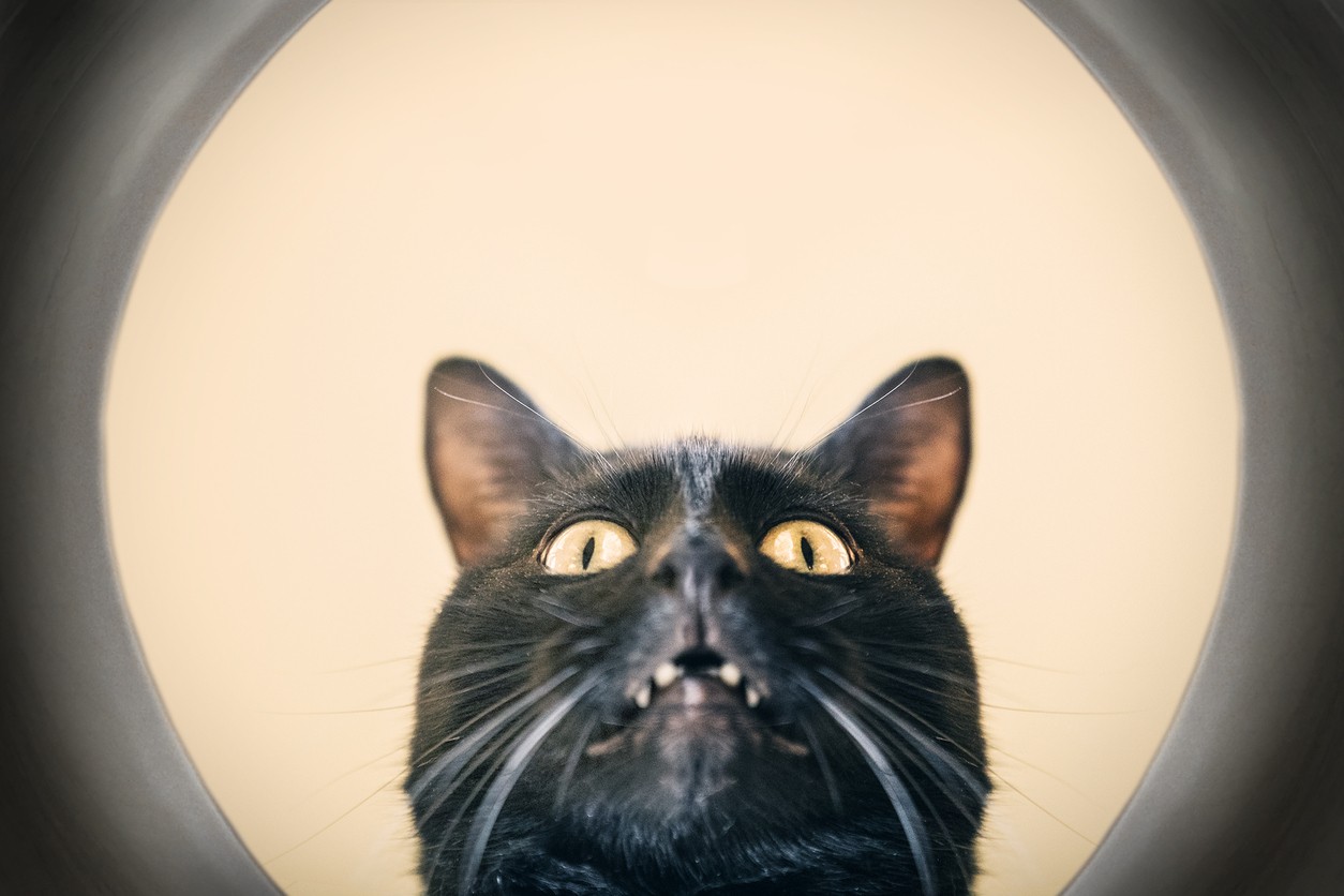 Gatto cade nel water