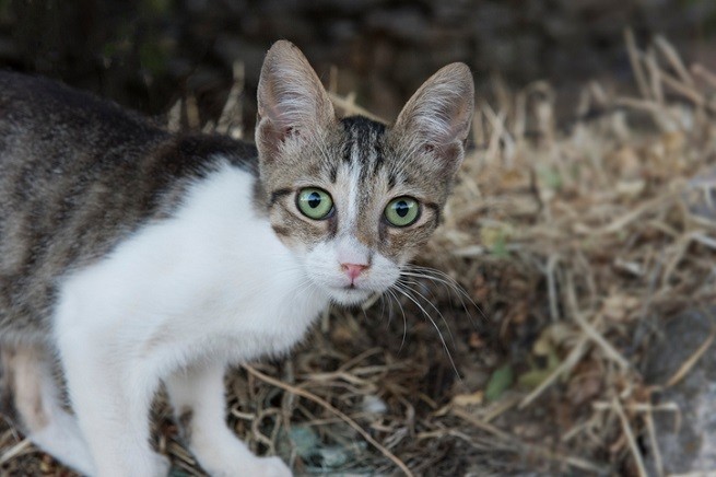 Gatto bianco e tigrato grigio