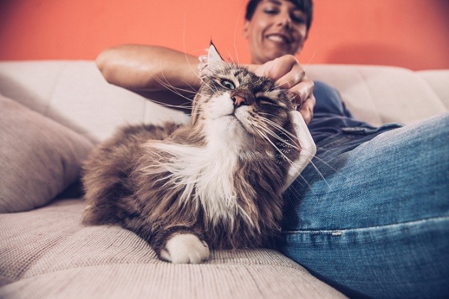 Gatti Siberiano con la sua proprietaria